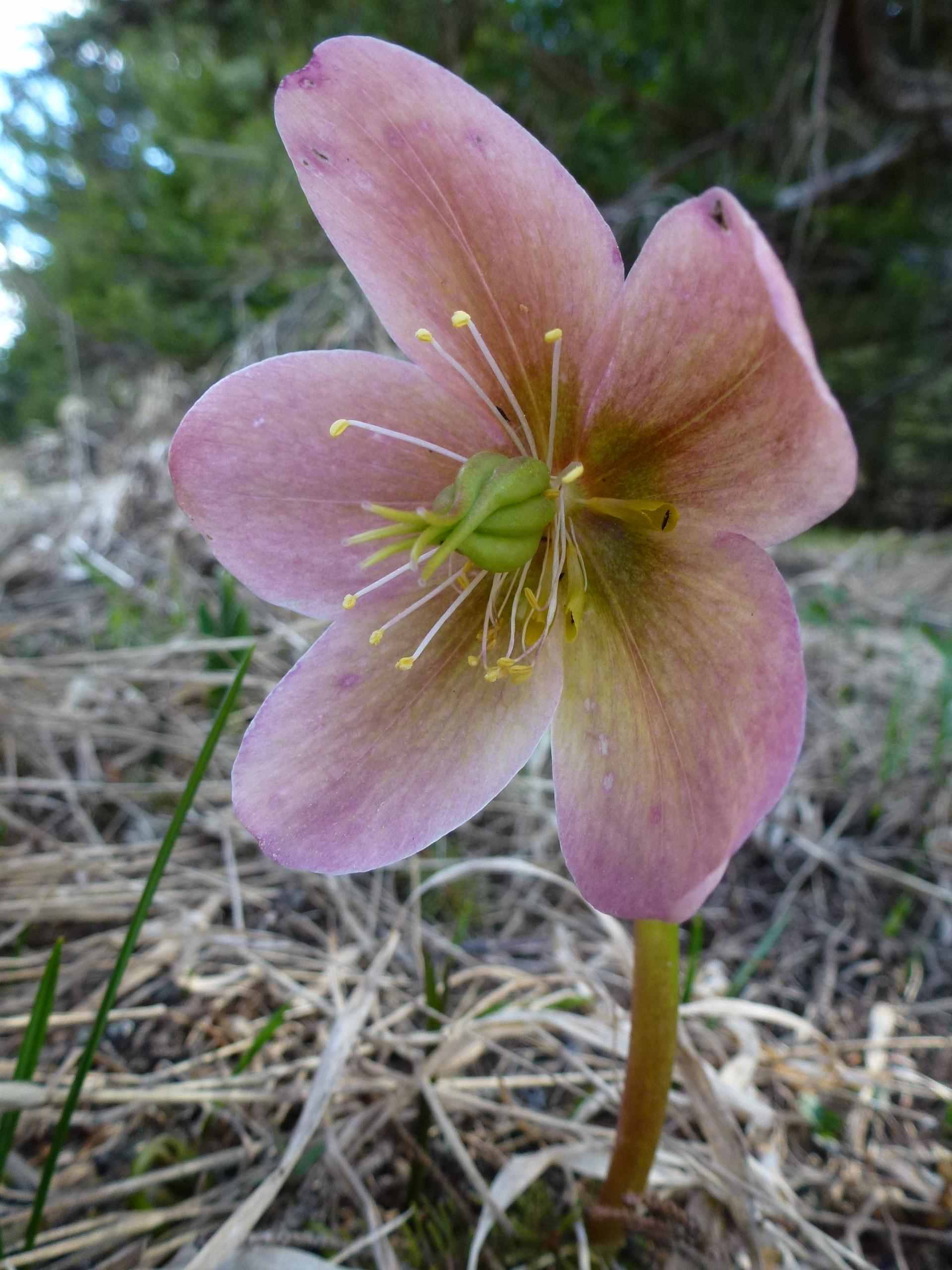 Helleborus niger  / Rosa di Natale